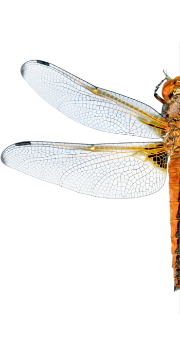 Graphic of half a dragonfly