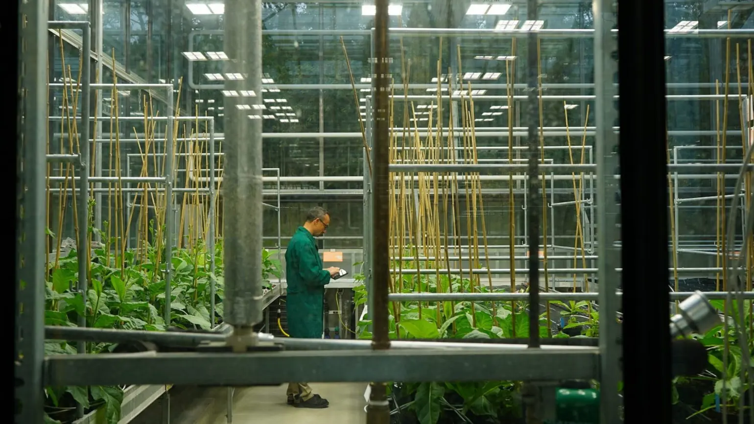 A technician working in the greenhouse at the Max Planck Institute of Molecular Plant Physiology