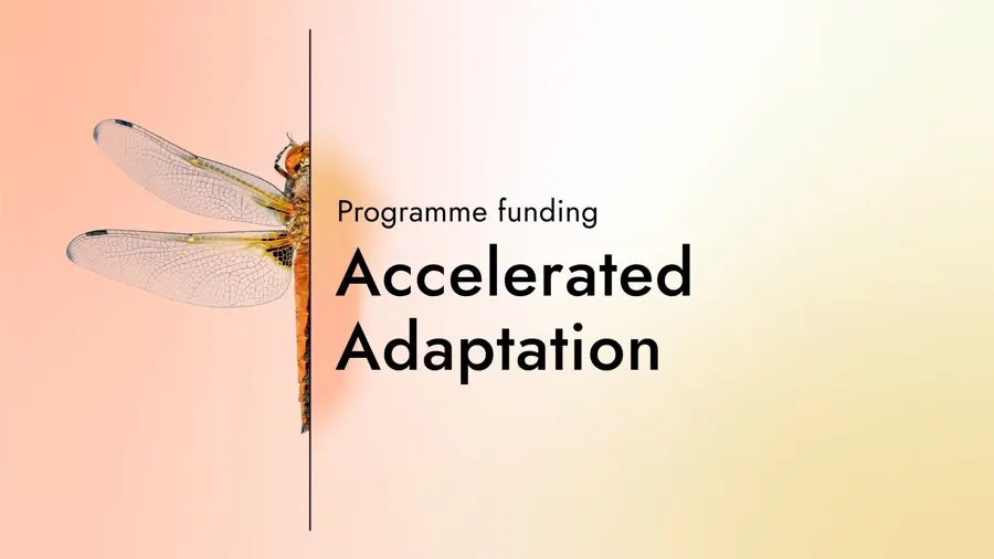 Card with the text "Programme funding: Accelerated Adaption" with a graphic of half a dragonfly on a gradient background