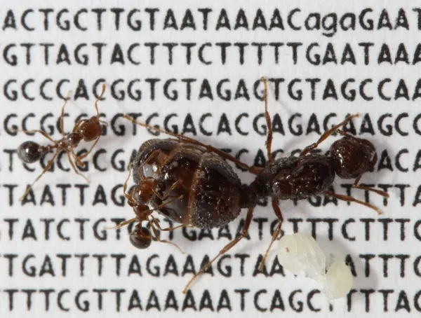 Photograph of a red fire ant "Solenopsis invicta" (queen, two adult workers, one worker pupa) 