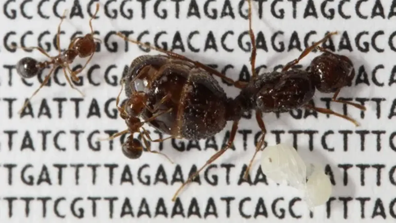 Photograph of a red fire ant "Solenopsis invicta" (queen, two adult workers, one worker pupa)