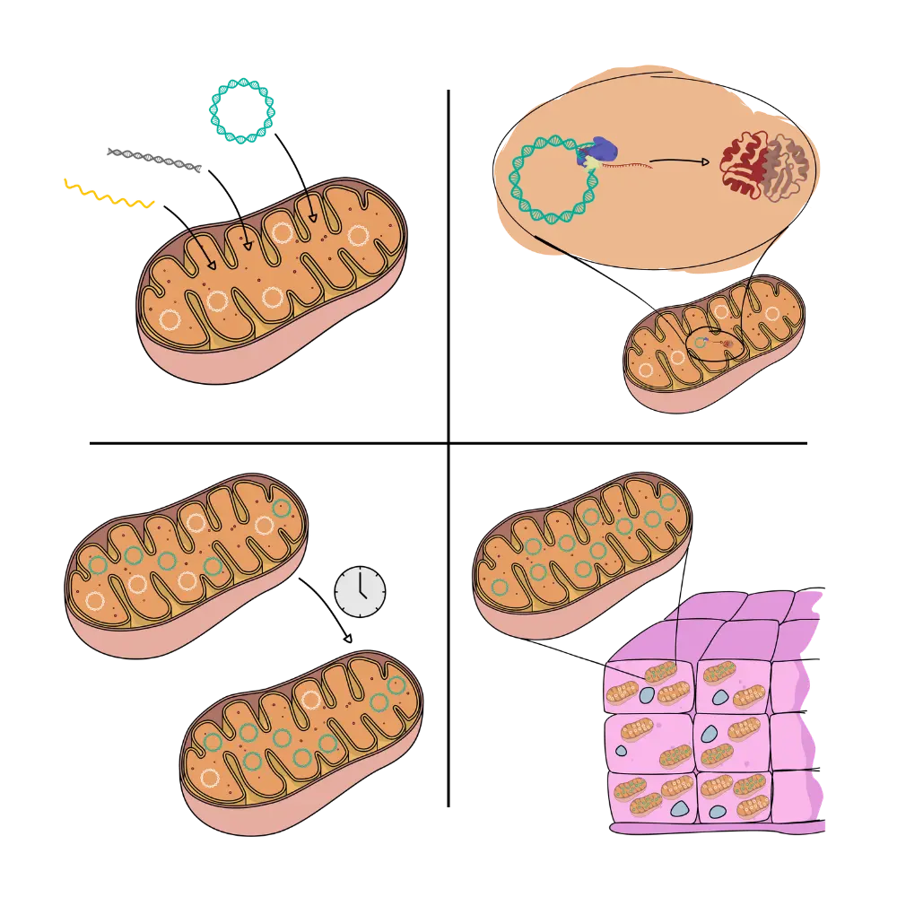 precisionmito_str