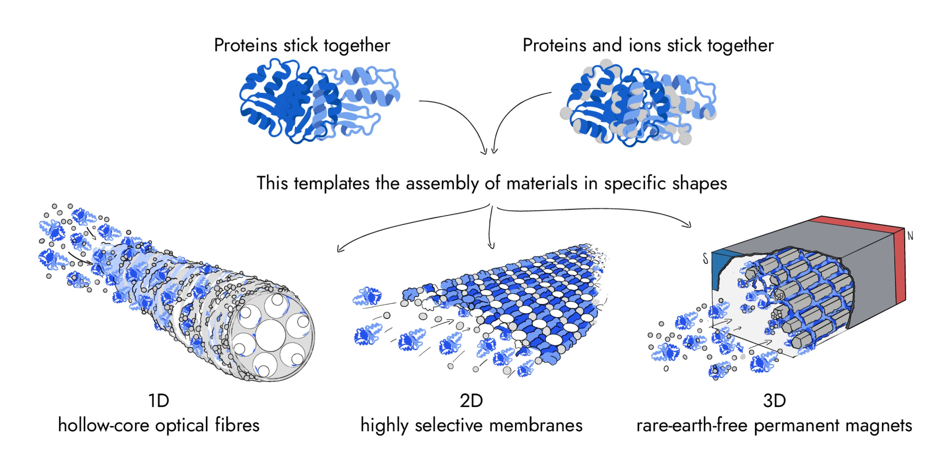Diagram showing proteins directing the assembly of optical fibres, selective membranes and magnetic crystals